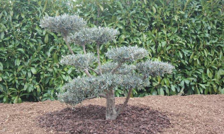 au fab'uleux jardin taille d'arbre