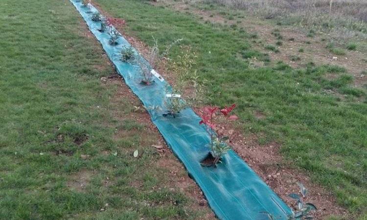 Au Fab'uleux Jardin réalisation ligne de plante
