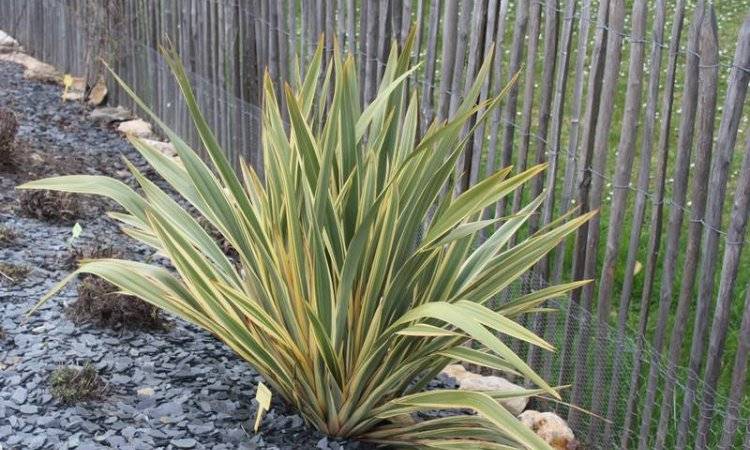 Au Fab'uleux Jardin réalisation arbuste