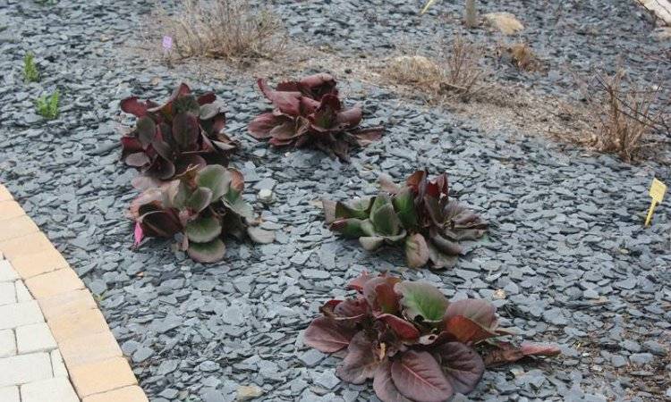 Au Fab'uleux Jardin réalisation sol gravier