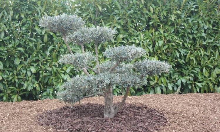 Au Fab'uleux Jardin réalisation arbre taillé